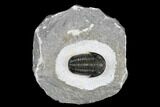 Detailed Gerastos Trilobite Fossil - Morocco #173728-2